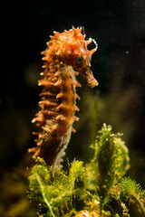 Seahorse, Hippocampus guttulatus, Singnatidae, Capo Caccia, Alghero, Sardegna,  (Sardinia), Italy (Mediterranean sea)
Ippocampo. Capo Caccia, Alghero, Sardegna, Italia *** Local Caption *** dreams