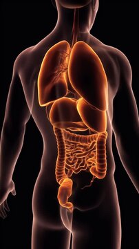 3D Illustration Of Human Anatomy Internal Organs On Black Background
