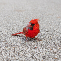 A cardinal sits on pavement with feathers in its beak.