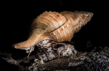 Argobuccinum giganteum Ranella olearia. Mollusk cymathiidae.. Alghero, Sardinia, Italy
