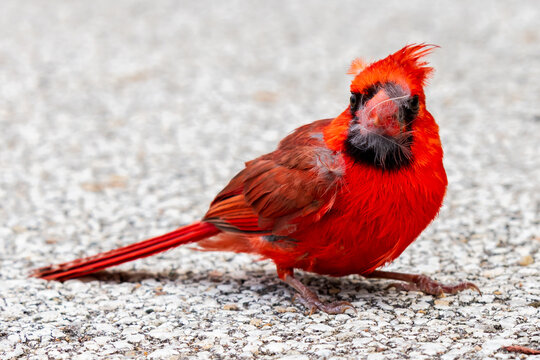 A cardinal sits on pavement with feathers in its beak.