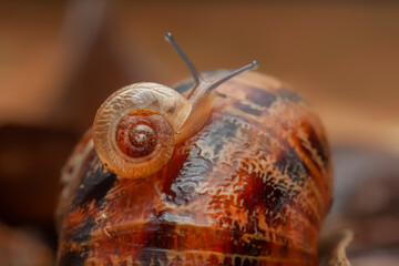 Asian trampsnail: Bradybaena similaris on Helix aspersa shell 
