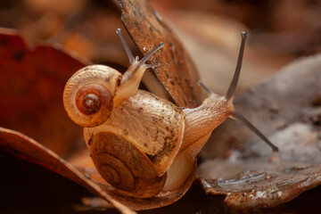 Two asian trampsnails: Bradybaena similaris
