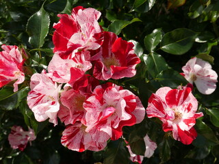 Fototapeta premium Beautiful close-up of a rose bush at Tallinn's botanical garden, during a lovely summer day, visiting and sightseeing around the place.