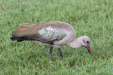  Hadeda Ibis searching for worms