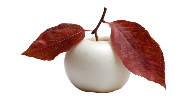 a white apple with a leaf sticking out of it
