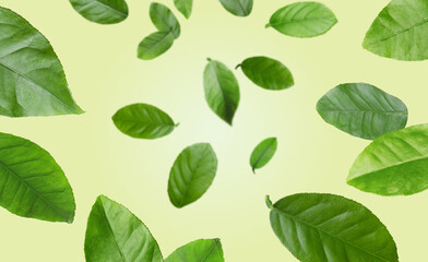 Citrus plant leaves in air against beige background