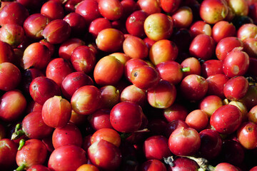 pile of fresh coffee beans
