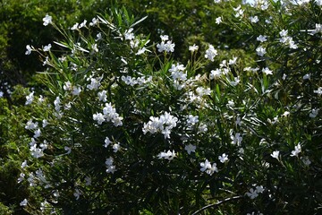 Oleander white flowers. Apocynaceae evergreen shrub. A poisonous plant. It blooms in summer with...