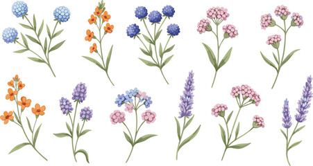 Fototapeta premium Floral set of delicate branches with flowers, isolated collection watercolor decorative design elements for invitation or greeting cards, wedding floral design