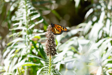 Monarch Butterfly