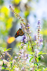 Monarch Butterfly on Purple Flowers