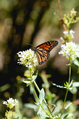 Monarch Butterfly