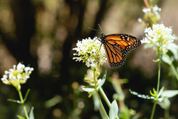 Monarch Butterfly