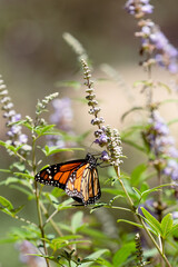 Monarch Butterfly on Purple Flowers