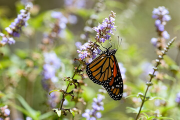 monarch butterfly on a flower