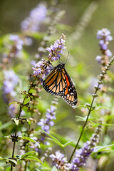 monarch butterfly on a flower