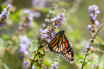 monarch butterfly on flower