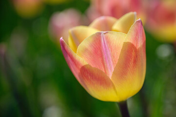 チューリップ