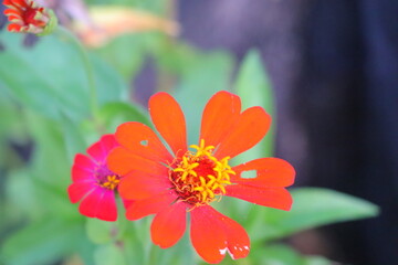 flower, floral arrangement, vibrant colors, bright flowers, orange flower, magenta bloom, fuchsia petals, green leaves, nature photography, flower photograph, floral composition, natural beauty, color