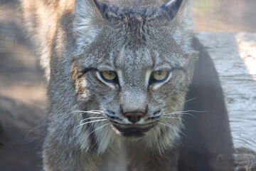 straight on close up portrait of a lynx