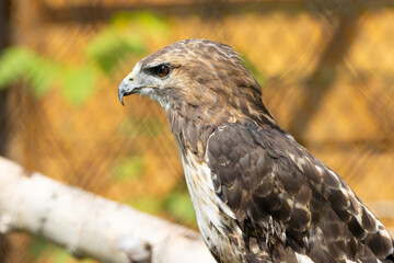red tailed hawk side profile