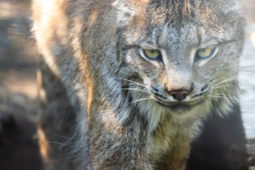 close up face portrait of a lynx
