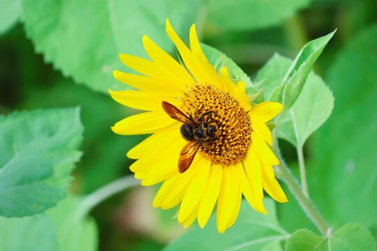 A carpenter bee attracted to a sunflower