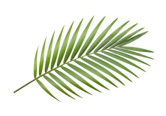 Close-up of a vibrant green palm frond against a black background.