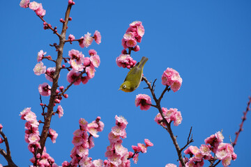 梅とメジロ