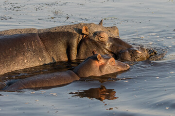 African Hippopotamus