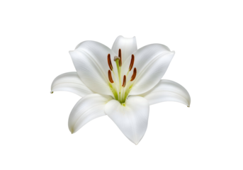 Close-up of a white lily blossom against a black background.