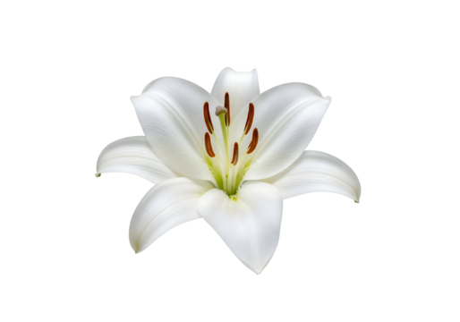 Close-up of a white lily blossom against a black background.