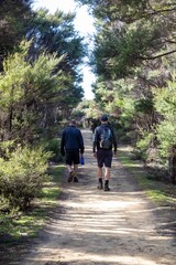 Obraz premium Two men hike a dirt trail through a forest of Manuka trees in Tawharanui Regional Park, New Zealand. They are walking away from the camera, enjoying the outdoors and getting exercise.