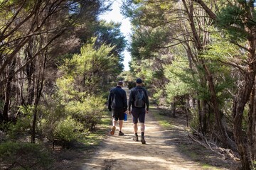 Two men hike a dirt trail through a forest of Manuka trees in Tawharanui Regional Park, New Zealand. They are walking away from the camera, enjoying the outdoors and getting exercise.