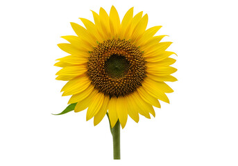 Obraz premium Close-up of a vibrant sunflower against a black background.