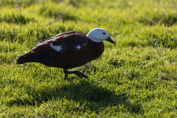 An Paradise Shelducks walks across a grassy field in Tawharanui Regional Park, Warkworth, Auckland,...