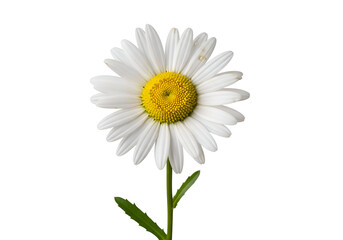 Close-up of a single white daisy against a black background.