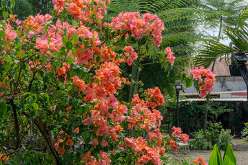 Bougainvillea Blossoms in Lush Garden Setting