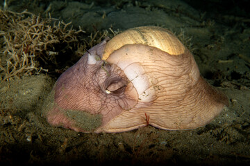 Neverita lewisii, Lewis' Moon snail