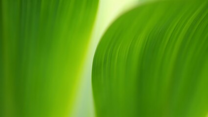 Abstract green nature background showing close up of vibrant leaves with smooth curves and bright texture perfect for organic design