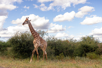 How tall can a Giraffe be? We just found out at the Kruger Park in South Africa, making the safari