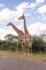 How tall can a Giraffe be? We just found out at the Kruger Park in South Africa, making the safari
