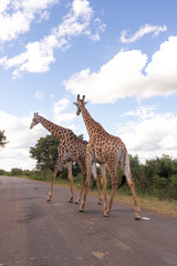 How tall can a Giraffe be? We just found out at the Kruger Park in South Africa, making the safari