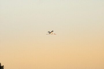 Fototapeta premium Is rare to find a stork on Kruger, if you do, be happy!