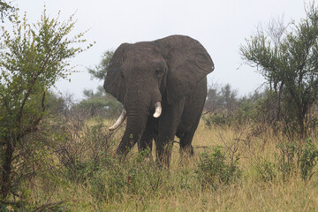 Fototapeta premium Wild elephant on the safari in South Africa on Kruger National Park