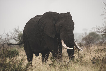 Fototapeta premium Wild elephant on the safari in South Africa on Kruger National Park