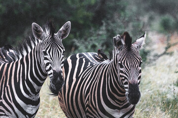 Fototapeta premium Zebra is one of the coolest animal to find on the Kruger Safari, South Africa