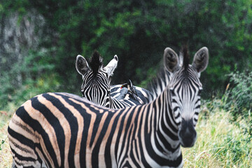 Zebra is one of the coolest animal to find on the Kruger Safari, South Africa