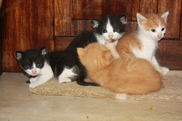 a beautiful scene of cat and her kittens